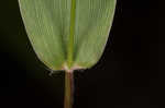 Variable panicgrass